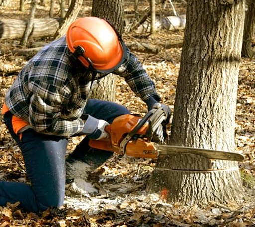 Tree Removal in Buras, LA